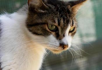 Pierre Bild von Pierre