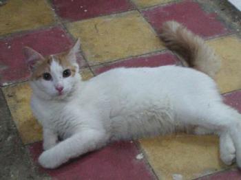 Ceaser Bild von Ceaser