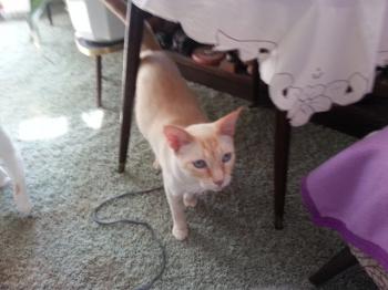 Caramelo Bild von Caramelo