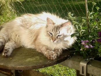 Samantha Bild von Samantha