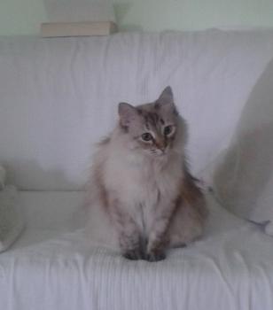 Samantha Bild von Samantha