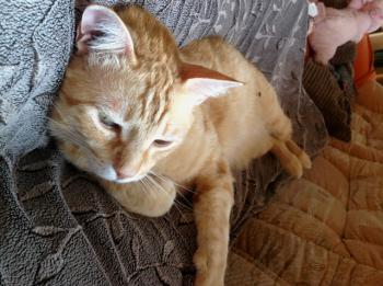 Dartacat Bild von Dartacat