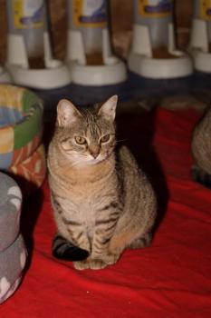 Migoya Bild von Migoya