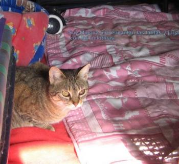 Migoya Bild von Migoya