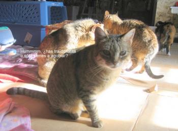 Migoya Bild von Migoya