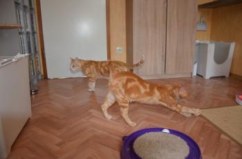 Erci Bild von Erci