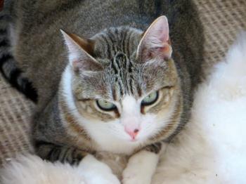 Bild von Sakima