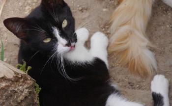 Wanda Bild von Wanda