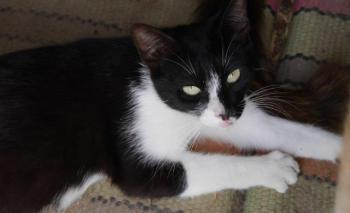 Wanda Bild von Wanda