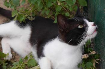 Wanda Bild von Wanda