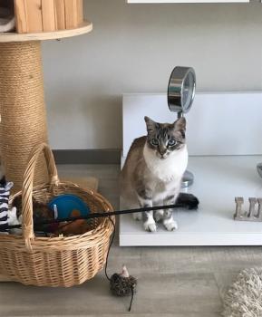 Minou Bild von Minou
