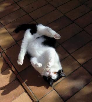 Suleika Bild von Suleika