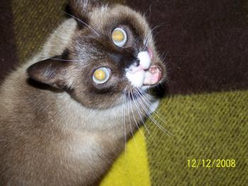 Brownie Bild von Brownie