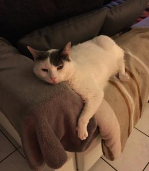 Pussy Bild von Pussy