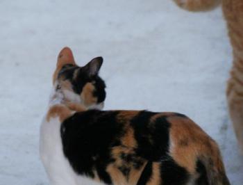 Saphra Bild von Saphra