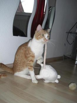 Toni Bild von Dahab