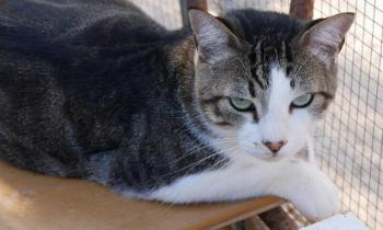 Caesar Bild von Caesar