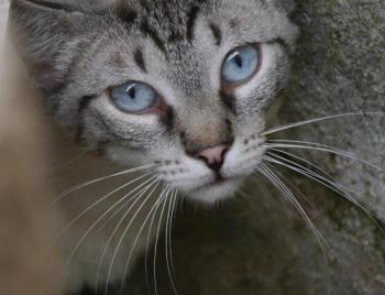 Chalita Bild von Chalita