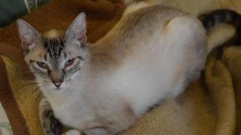 Chalita Bild von Chalita