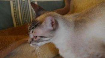 Chalita Bild von Chalita