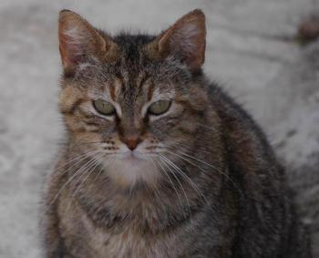 Hannah Bild von Hannah