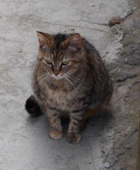 Hannah Bild von Hannah