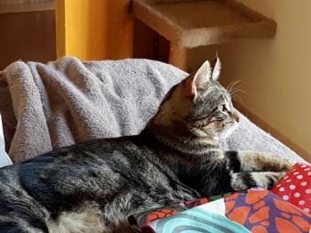 Bild von Milu