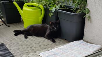 Coco Bild von Coco