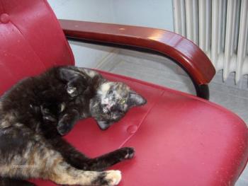 Loony Bild von Loony