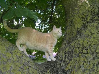 Bild von Shira