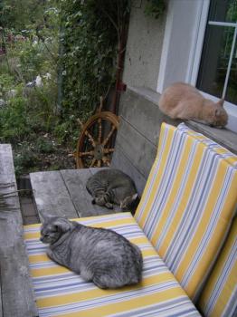 Bild von Shira