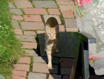 Chimo Bild von Chimo