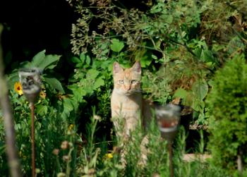 Chimo Bild von Chimo