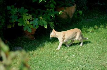 Chimo Bild von Chimo