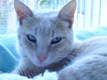 Benny Bild von Ginger
