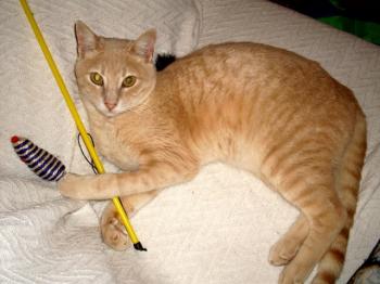 benny Bild von Ginger