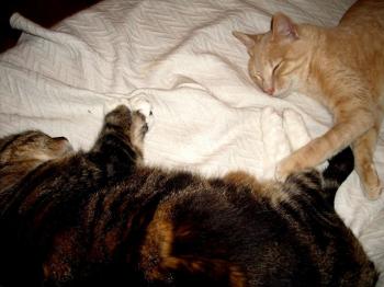 benny Bild von Ginger