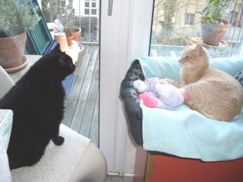 Benny Bild von Ginger