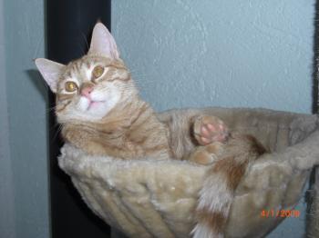 Toni Bild von Abel