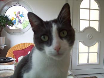 Bild von Grey
