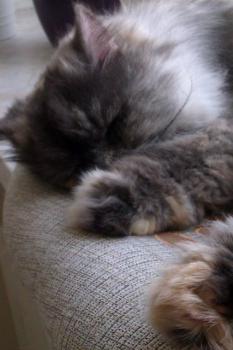 Shila Bild von Shila