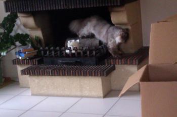 Shila Bild von Shila