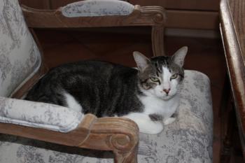 Caesar Bild von Caesar
