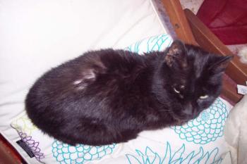 Paco Bild von Paco