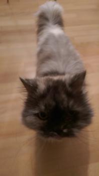 Shila Bild von Shila