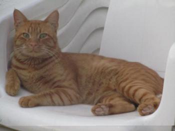 Thor Bild von Thor