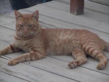 Thor Bild von Thor