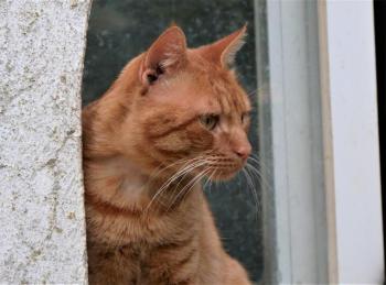 Thor Bild von Thor