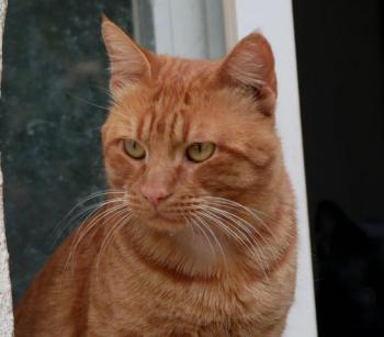 Thor Bild von Thor