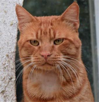 Thor Bild von Thor